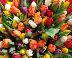 С Международным женским днем! Внимание 8 марта выходной день